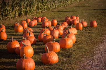 Pumpkin Patch