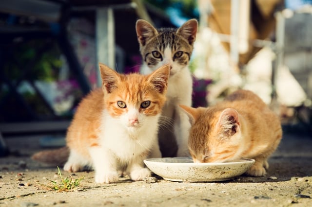 Cute stray cats being fed