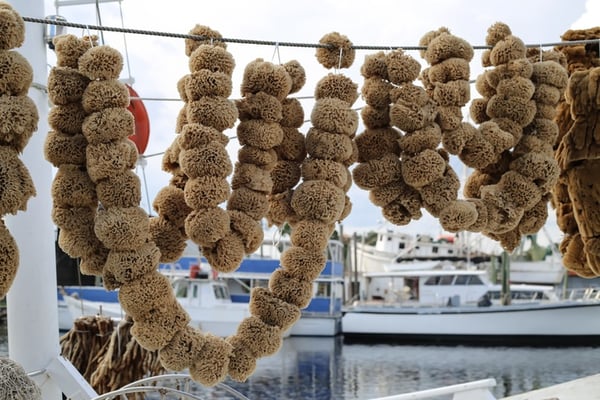 Sponges on display in Tarpon Springs